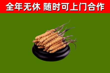 浮梁回收散虫草