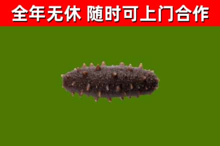 浮梁回收海参干